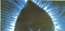 Kirlian photo of a leaf.